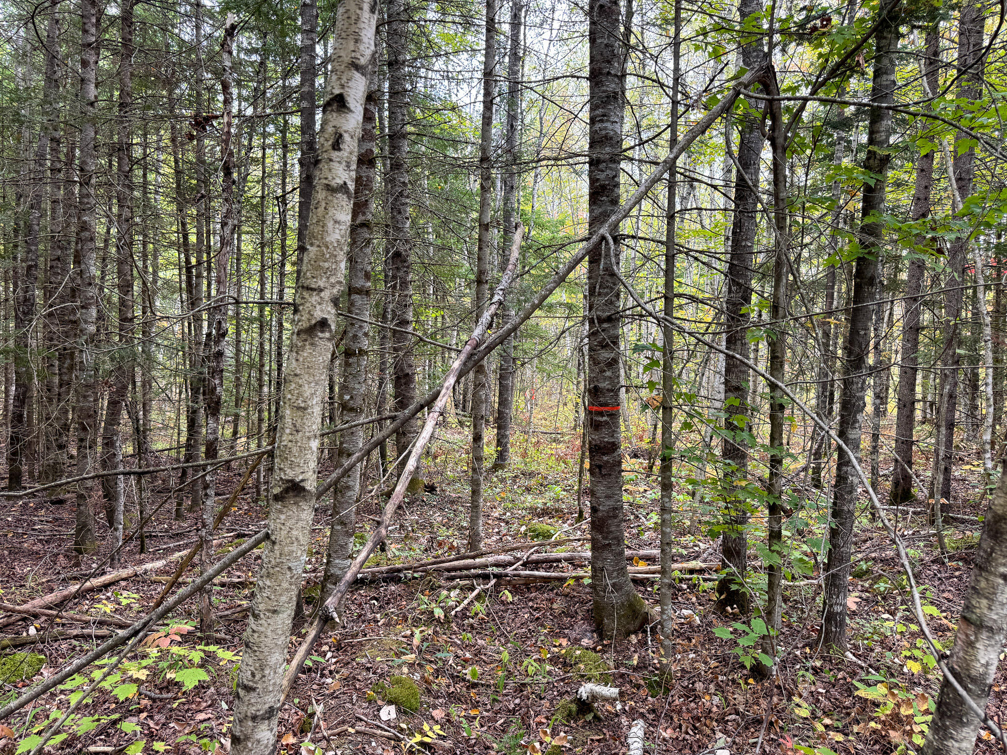 Lot 26 Wolf Run Trail Greenbush ME 04418