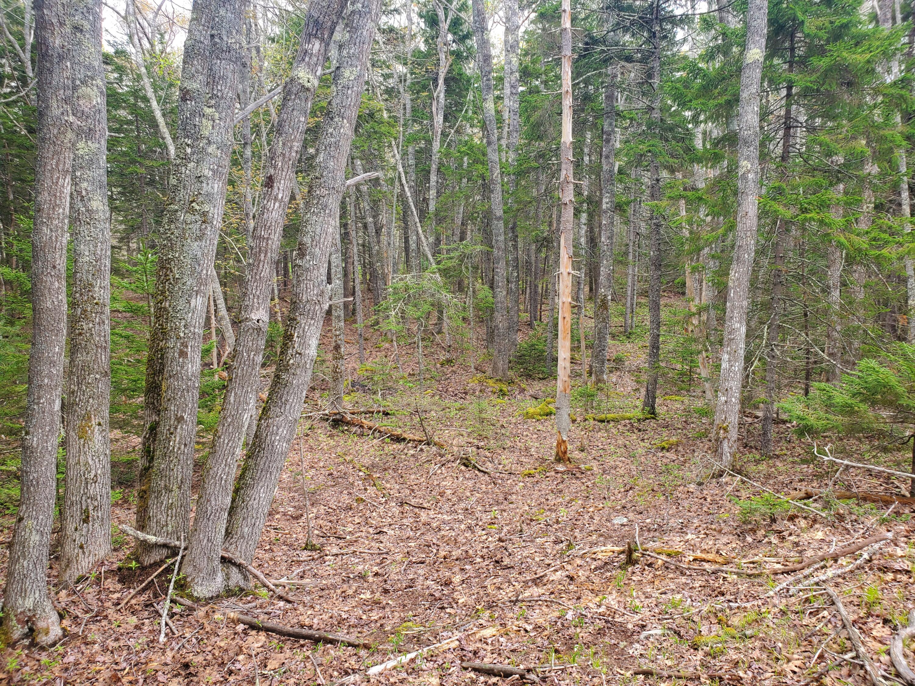 36 Eastwood Court Bristol ME 04539