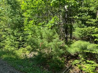 Lot #8 Bonnie Way Winterport ME 04496