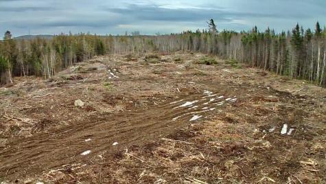 L1 Lively Brook Acres Whiting ME 04691