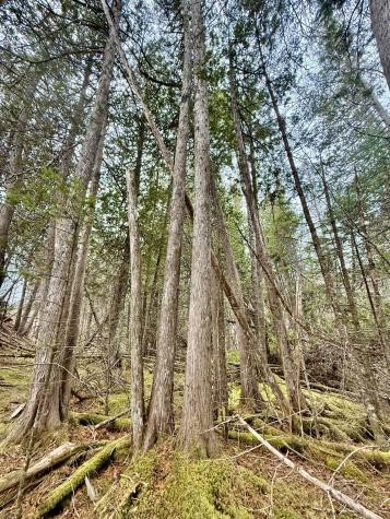 L1 Lively Brook Acres Whiting ME 04691