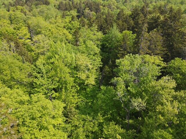 Lot 2 Scammon Road Greenville ME 04441