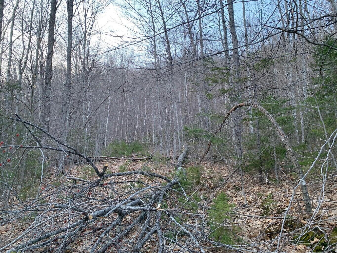 M29, L44.4 Reeds Mill Road Madrid Twp ME 04966