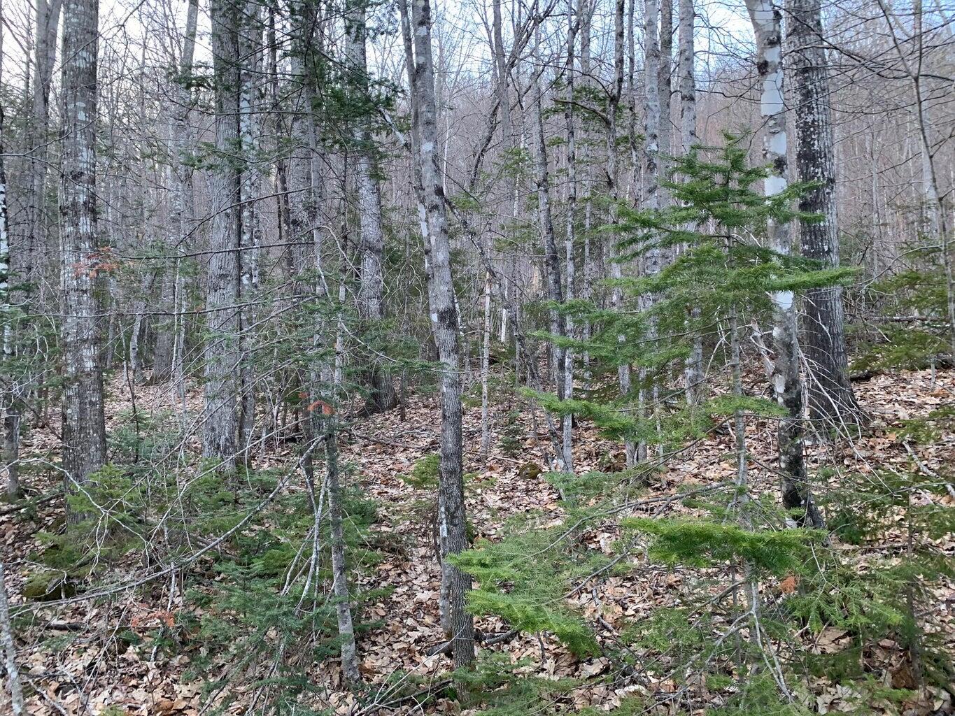 M29, L44.4 Reeds Mill Road Madrid Twp ME 04966