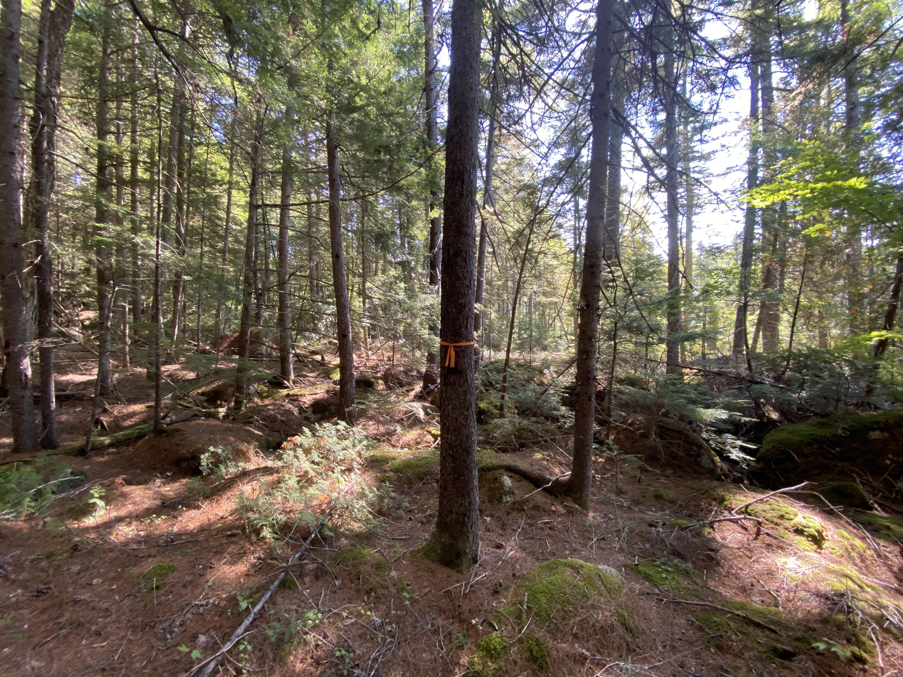 M06-LOT18 Sys Road Lakeville ME 04487