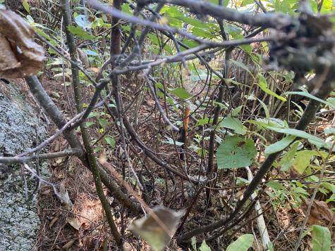 M06-lot18 Sys Road Lakeville ME 04487