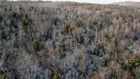 Lot 1 & 2 Thistle Street Upton ME 04261