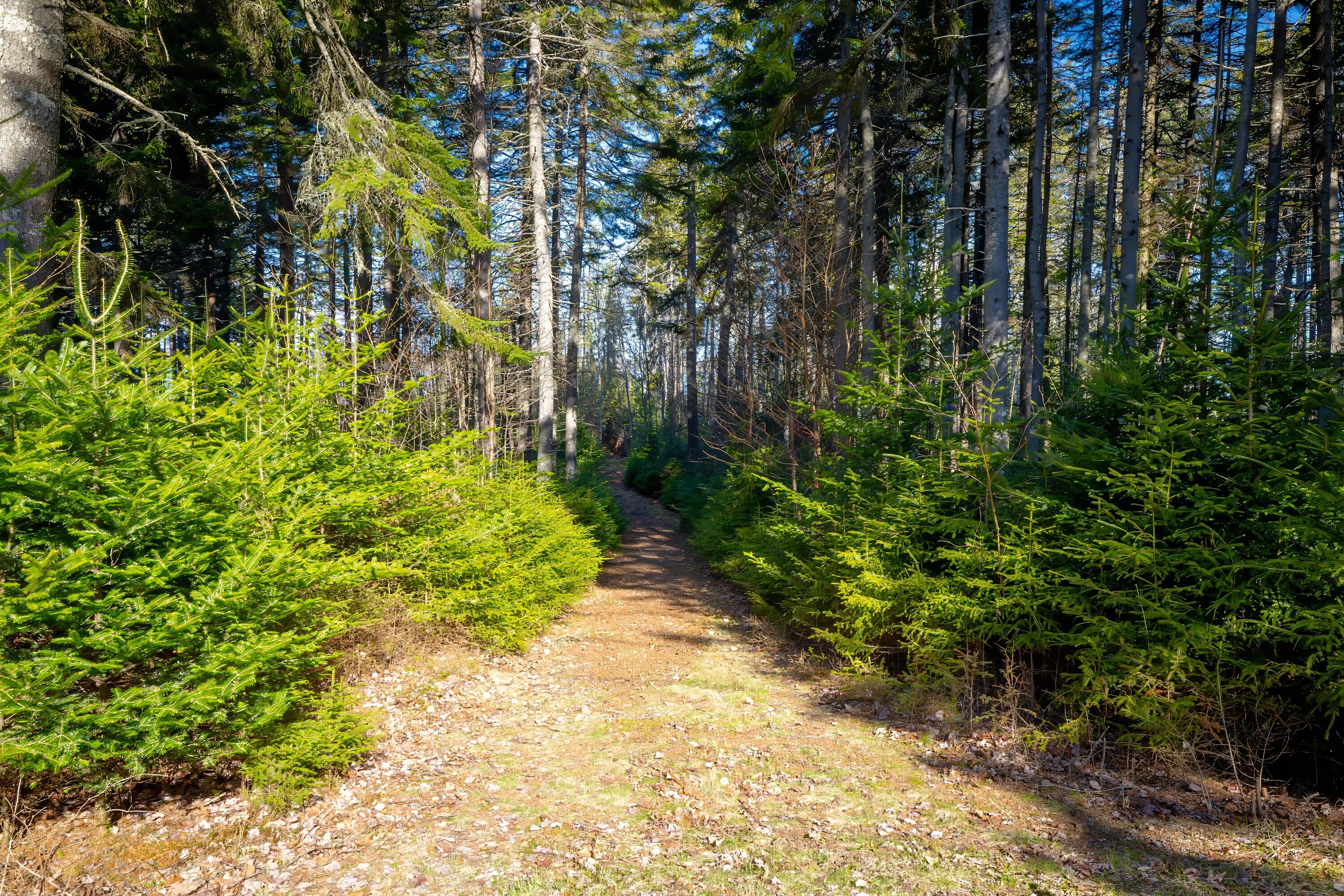 Lot 17 Wilderness Shore Road S Steuben ME 04680