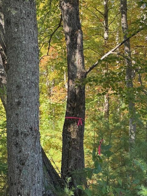 Lot 1 Oak Hill Road Smithfield ME 04978