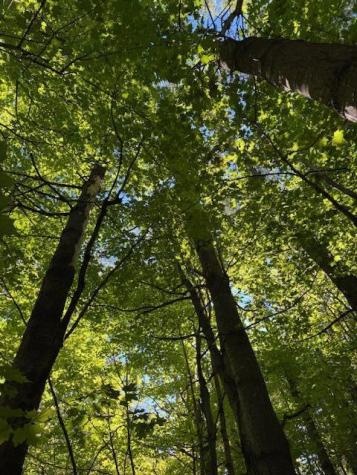 Lot 1 Oak Hill Road Smithfield ME 04978