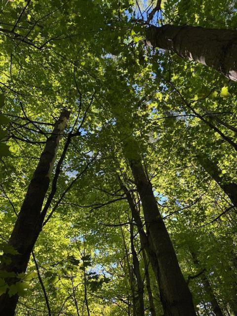 Lot 1 Oak Hill Road Smithfield ME 04978