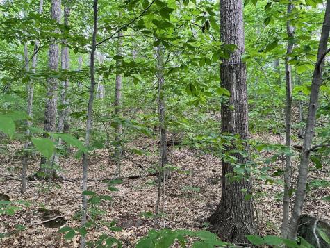 Lot 15 Tufts Pond Road Kingfield ME 04947