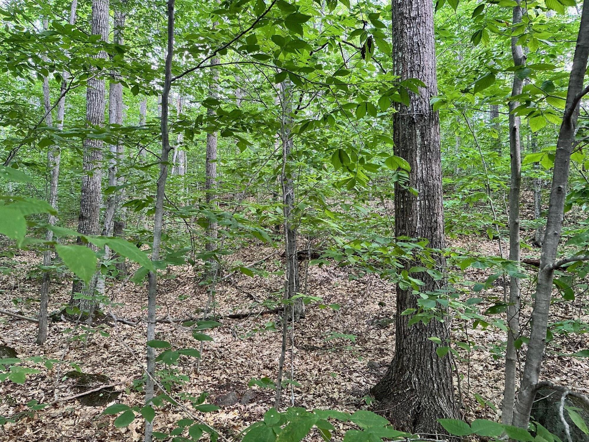 Lot 15 Tufts Pond Road Kingfield ME 04947