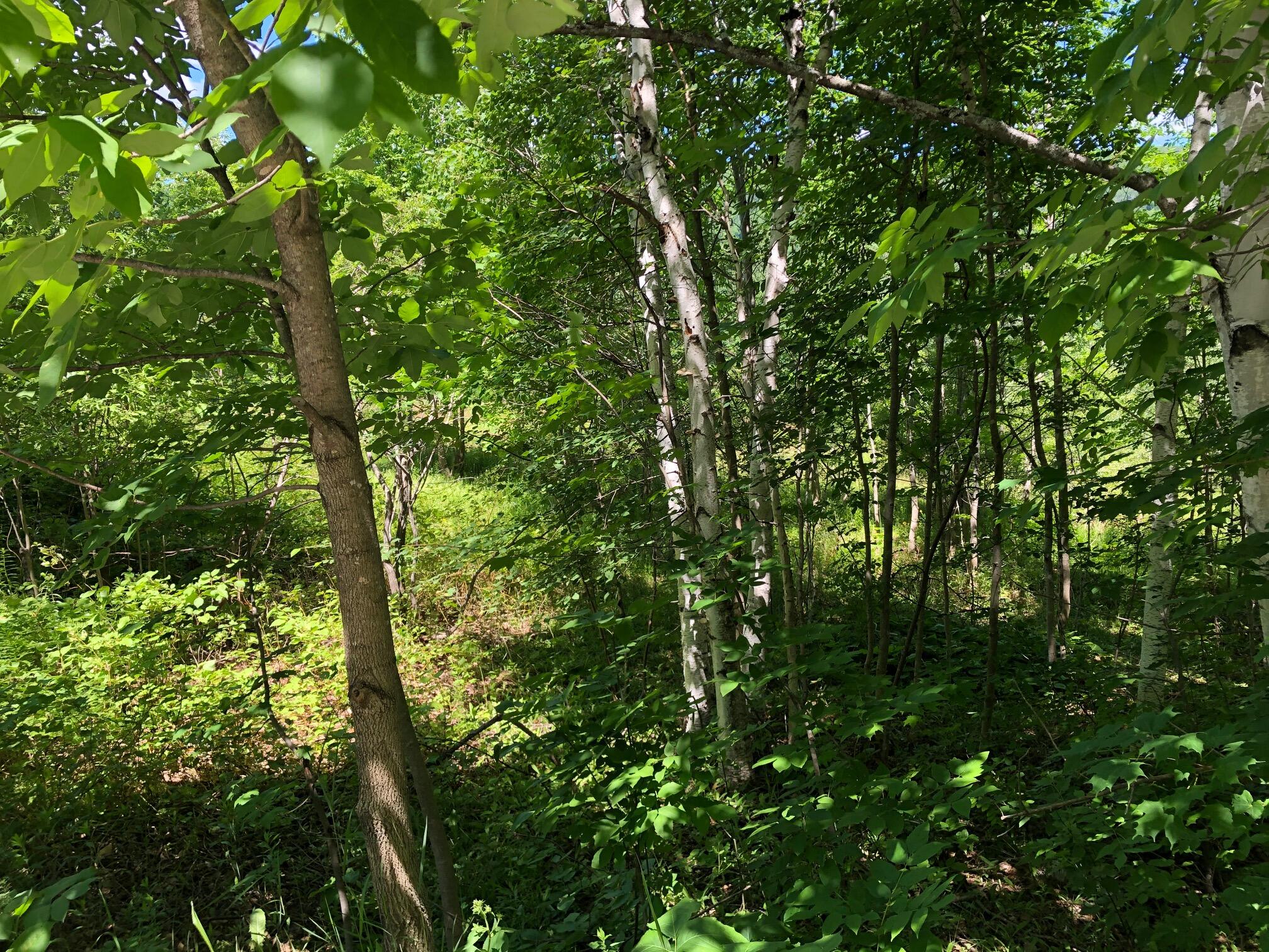 15 B Walker Settlement Road Island Falls, ME