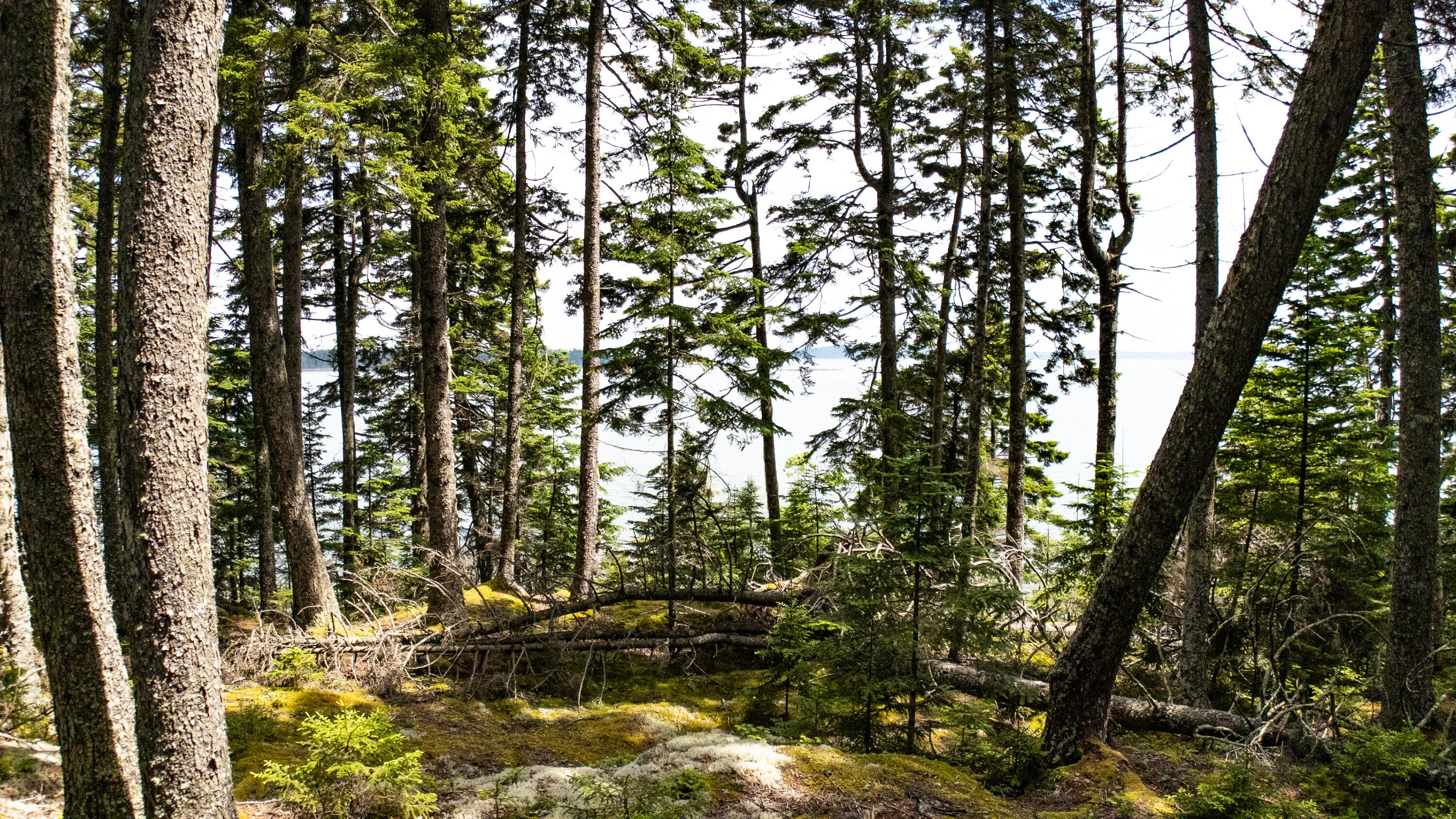 Lots 2&4 Looks Cemetery Road Jonesboro ME 04648