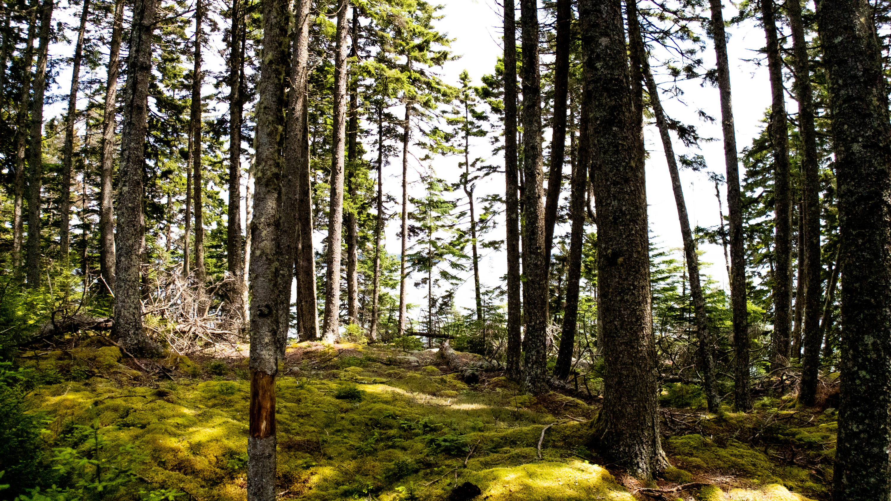 Lots 2&4 Looks Cemetery Road Jonesboro ME 04648