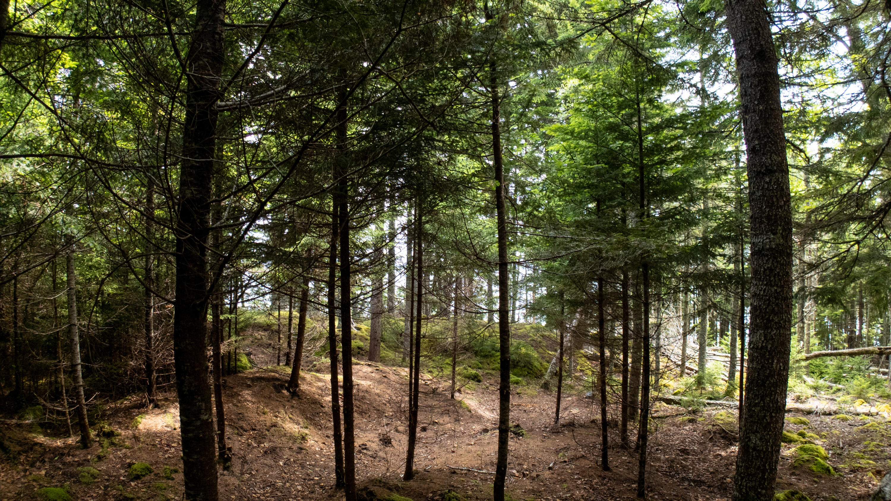 Lots 2&4 Looks Cemetery Road Jonesboro ME 04648