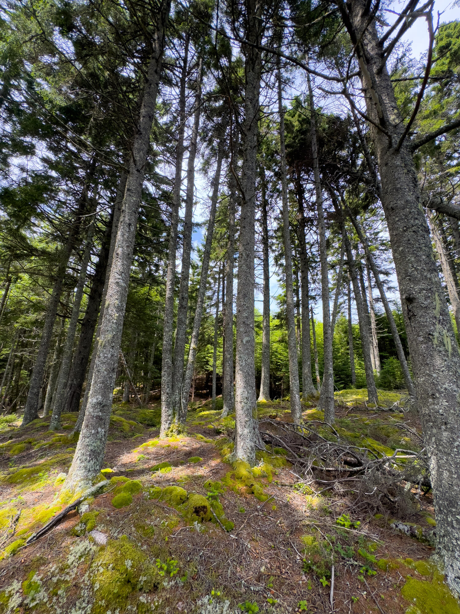 Lots 2&4 Looks Cemetery Road Jonesboro ME 04648