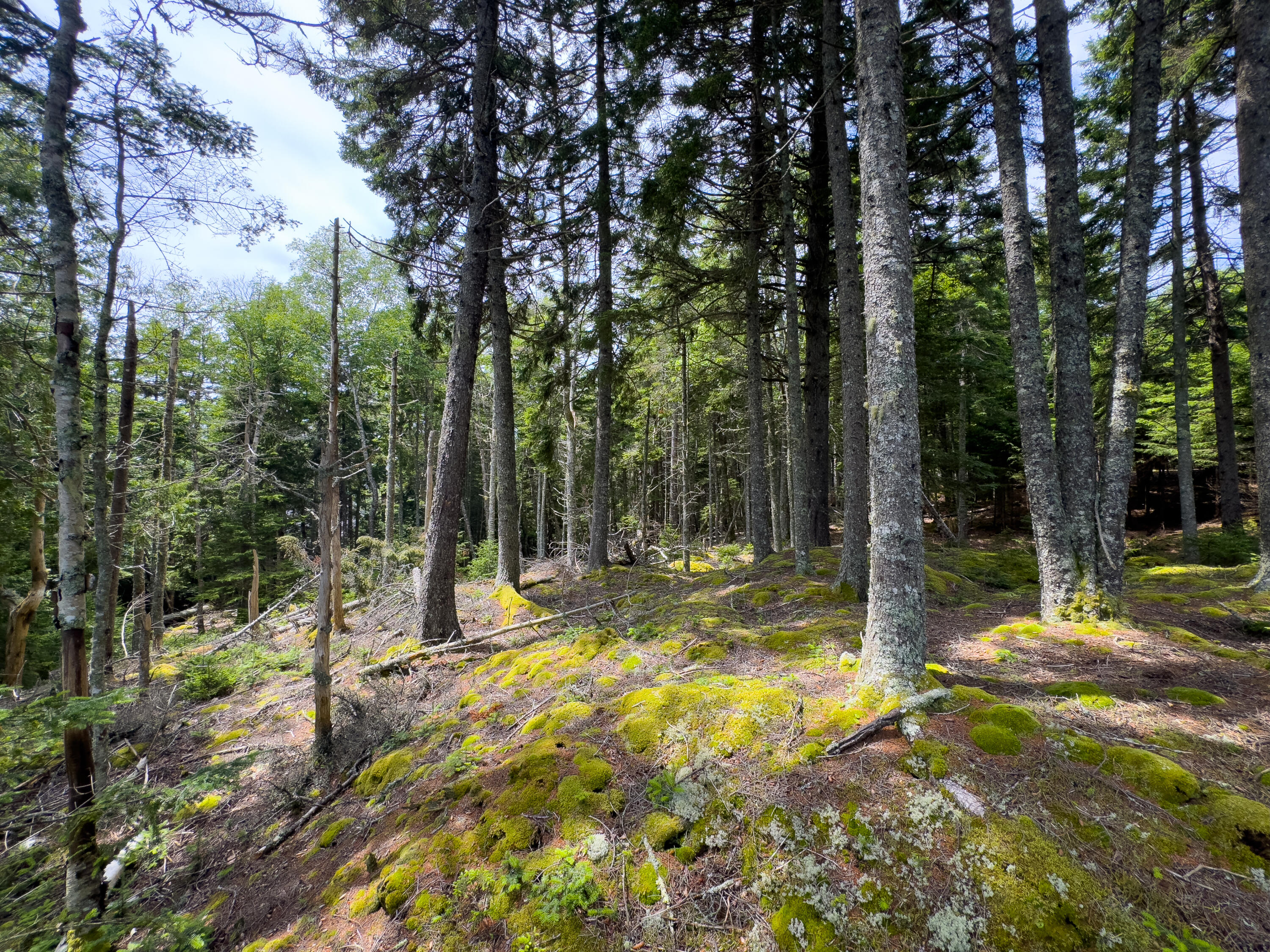 Lots 2&4 Looks Cemetery Road Jonesboro ME 04648