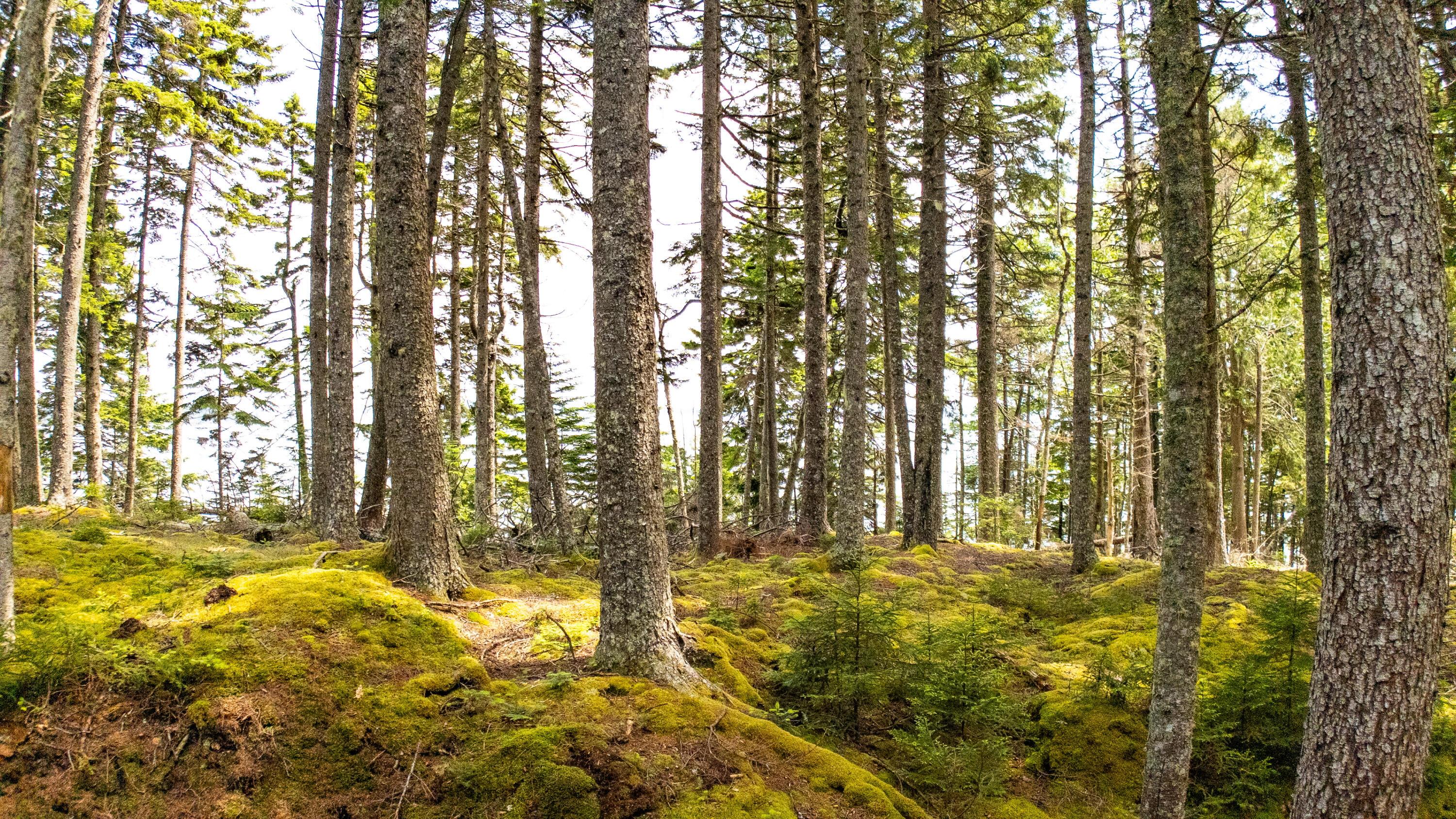 Lots 2&4 Looks Cemetery Road Jonesboro ME 04648