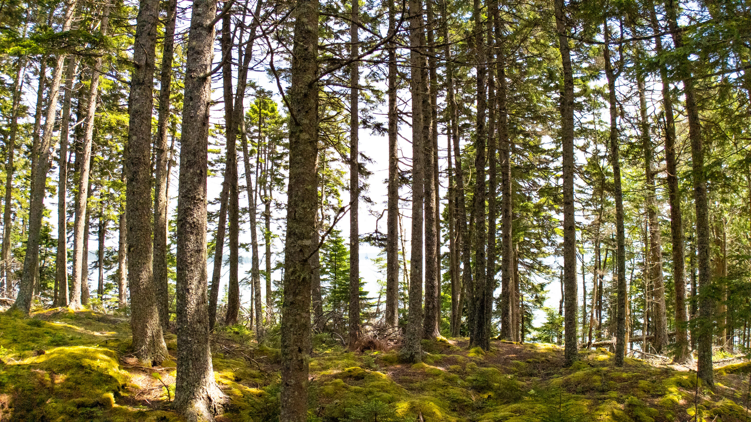 Lots 2&4 Looks Cemetery Road Jonesboro ME 04648