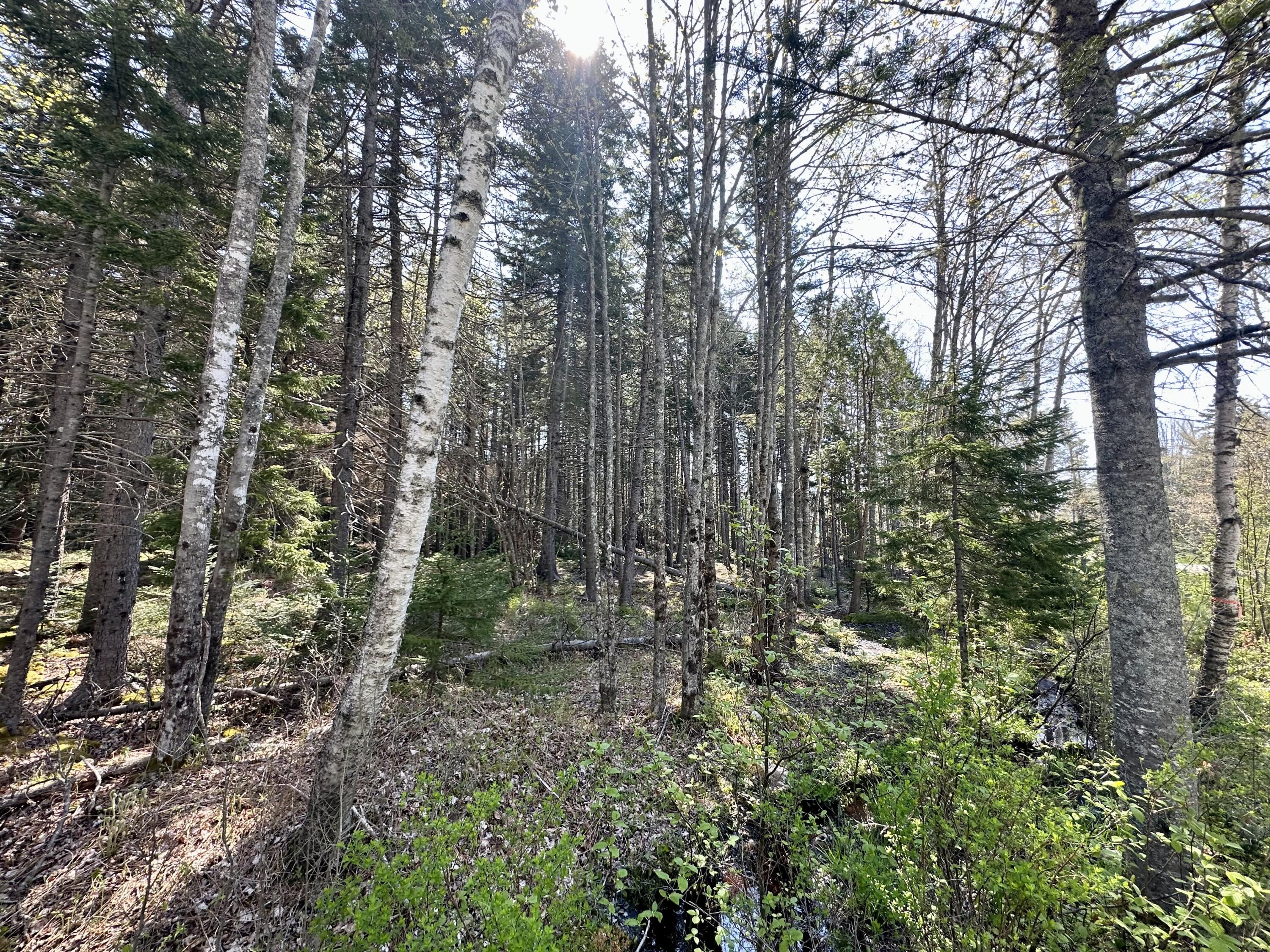 Map 4 Lot 40 Reach Road Brooklin ME 04616