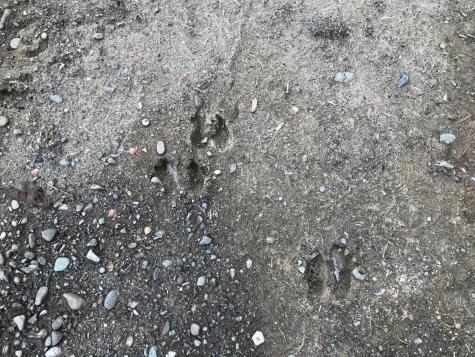 0 Swift Brook Hill Stacyville ME 04777