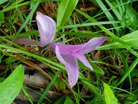 02-60.1 Elm Street Orneville Twp ME 04463