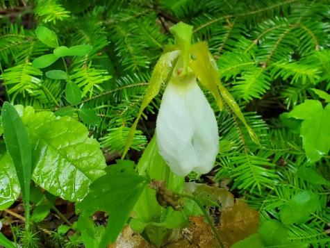 02-60.1 Elm Street Orneville Twp ME 04463