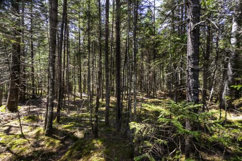 Lot 38 Arrowhead Road Bar Harbor ME 04609