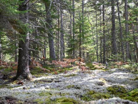 000 Seawall Map/lot 17/11-06 Southwest Harbor ME 04679