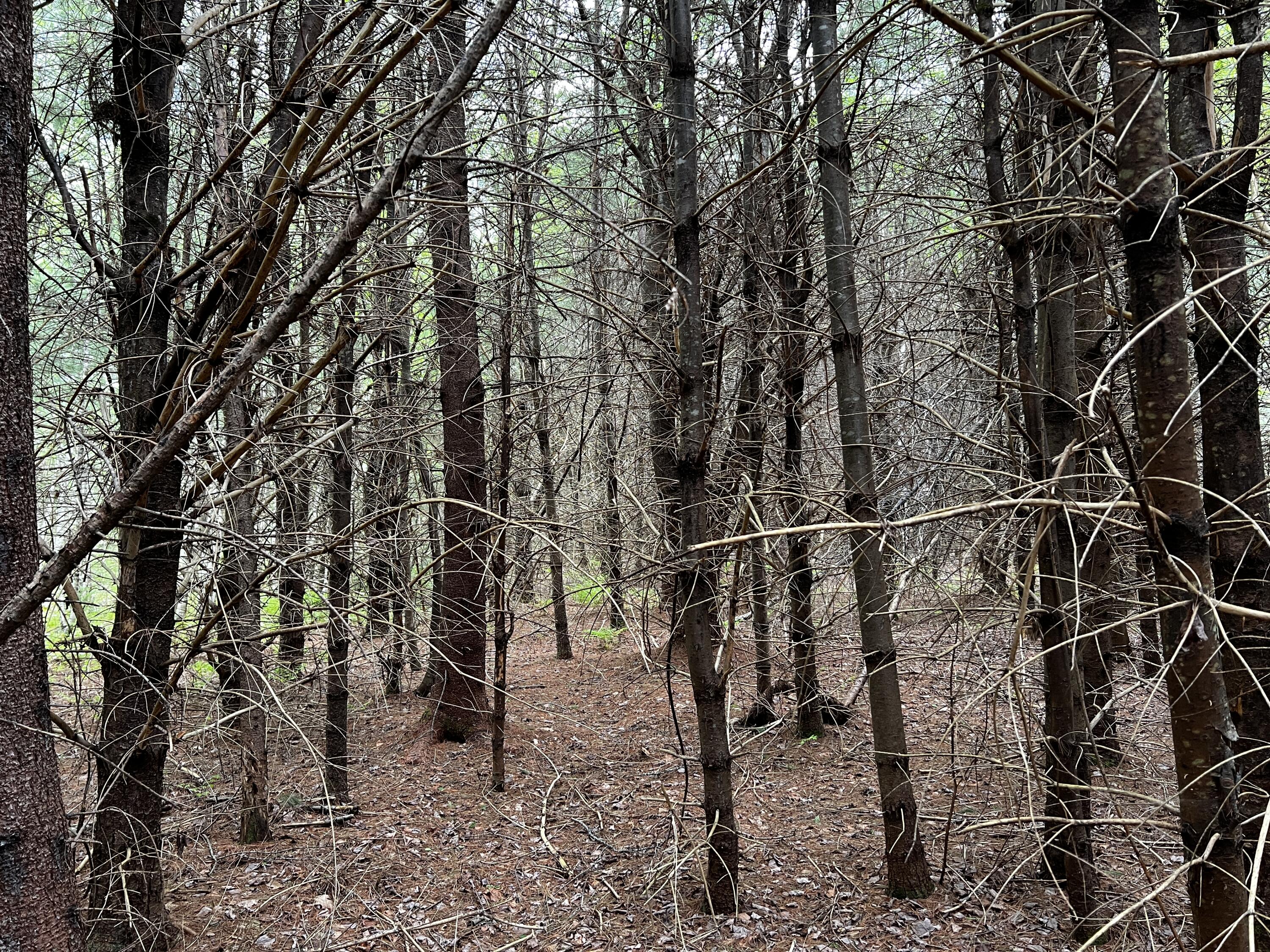 Lot 6 Emery Farm Road Medford ME 04463