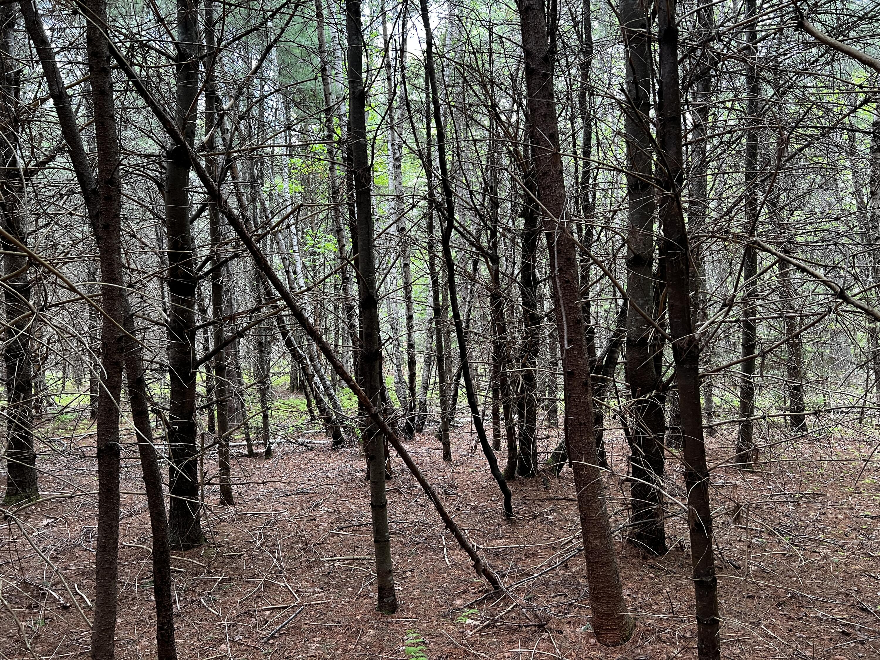 Lot 6 Emery Farm Road Medford ME 04463