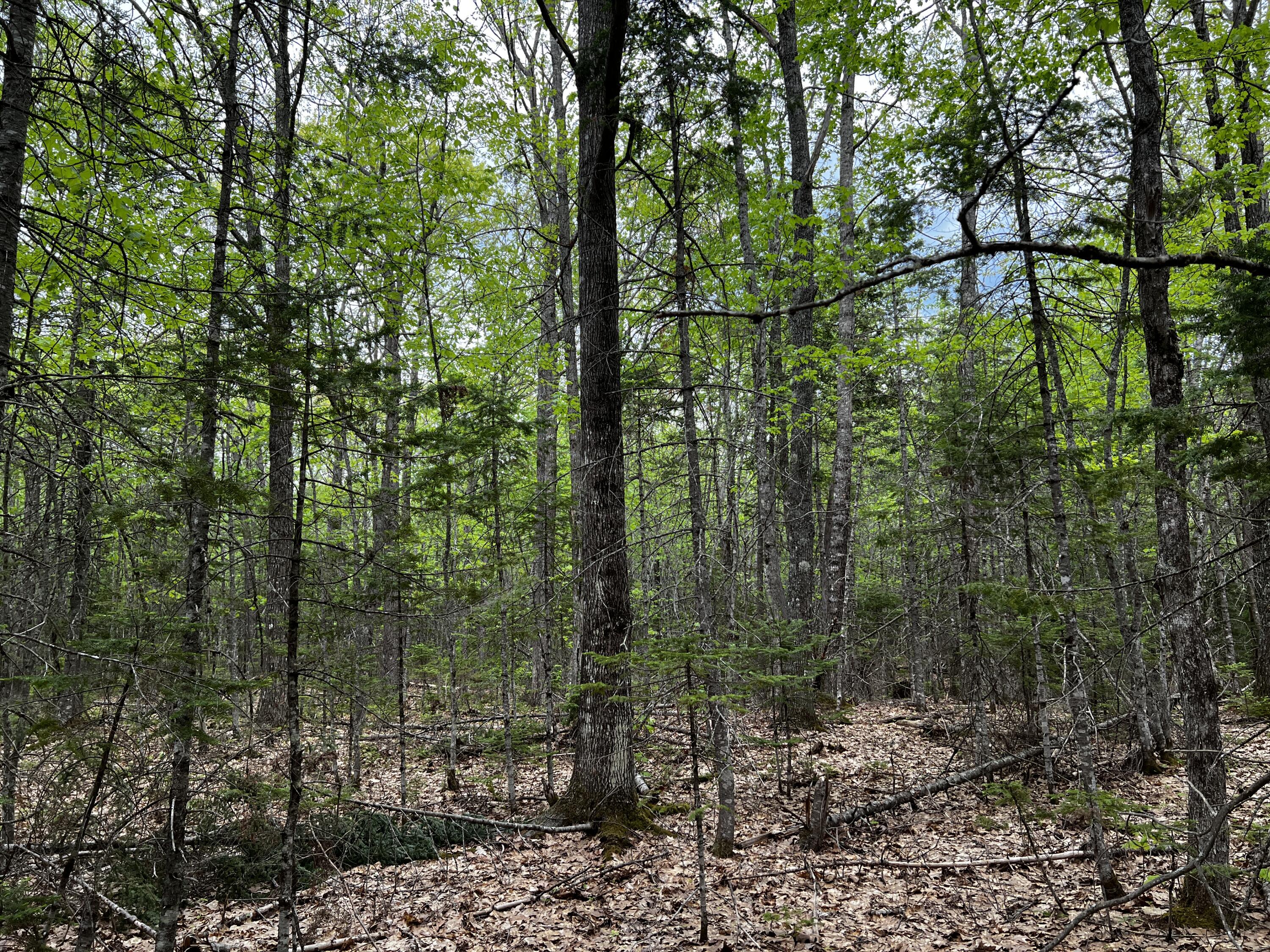 Lot 6 Emery Farm Road Medford ME 04463