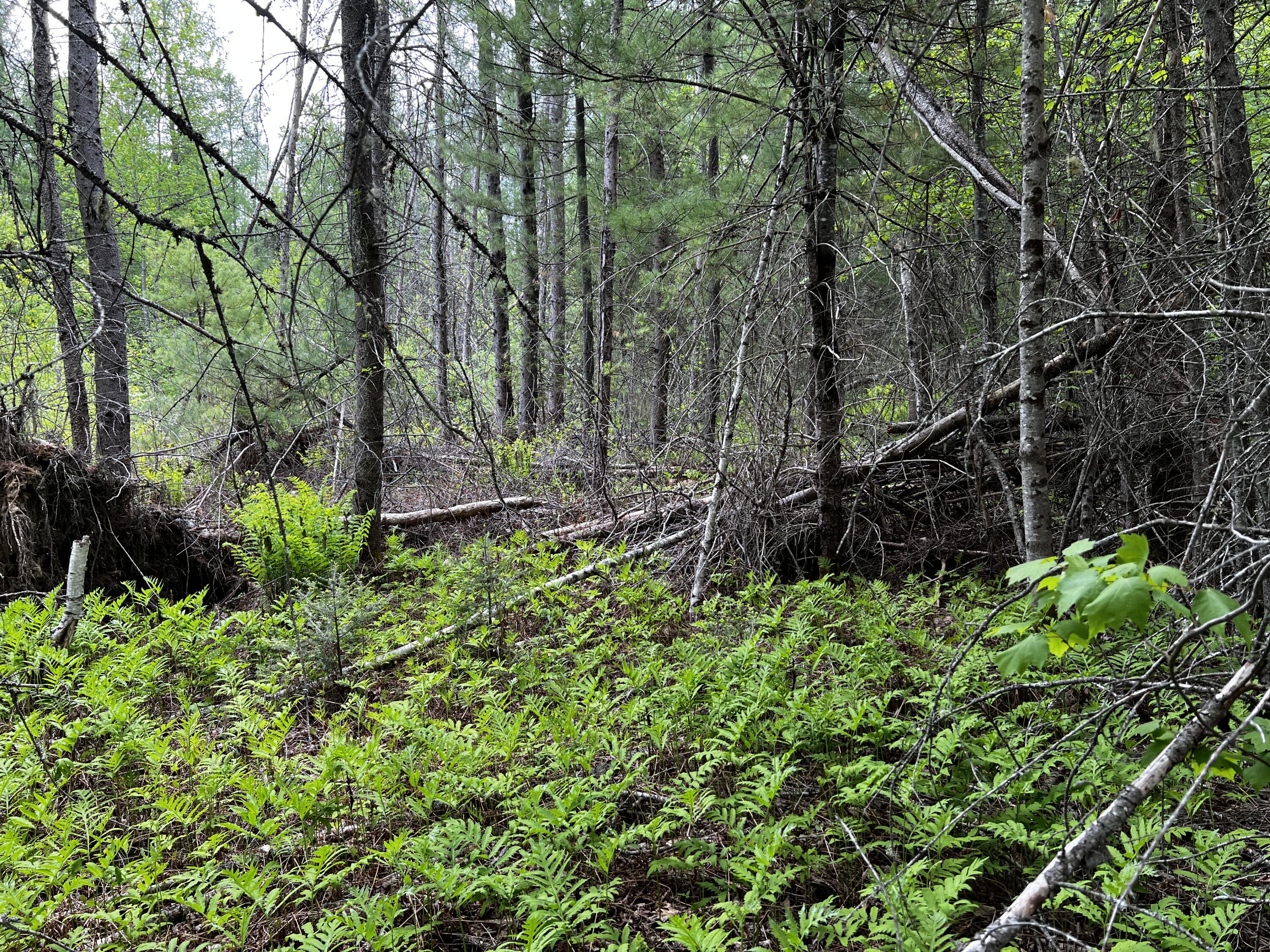 Lot 6 Emery Farm Road Medford ME 04463