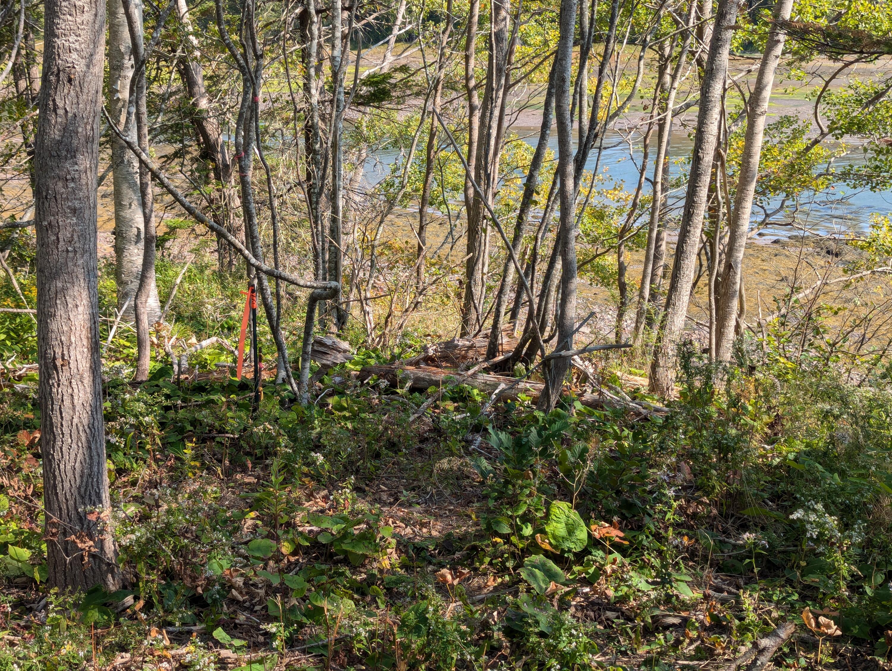L1-1,2,3,4 Birch Point Road Perry ME 04667