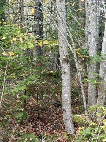 Xx S Meadow Road Perry ME 04667