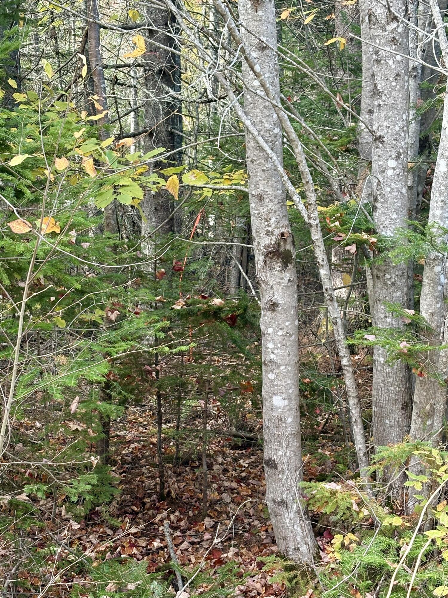 Xx S Meadow Road Perry ME 04667