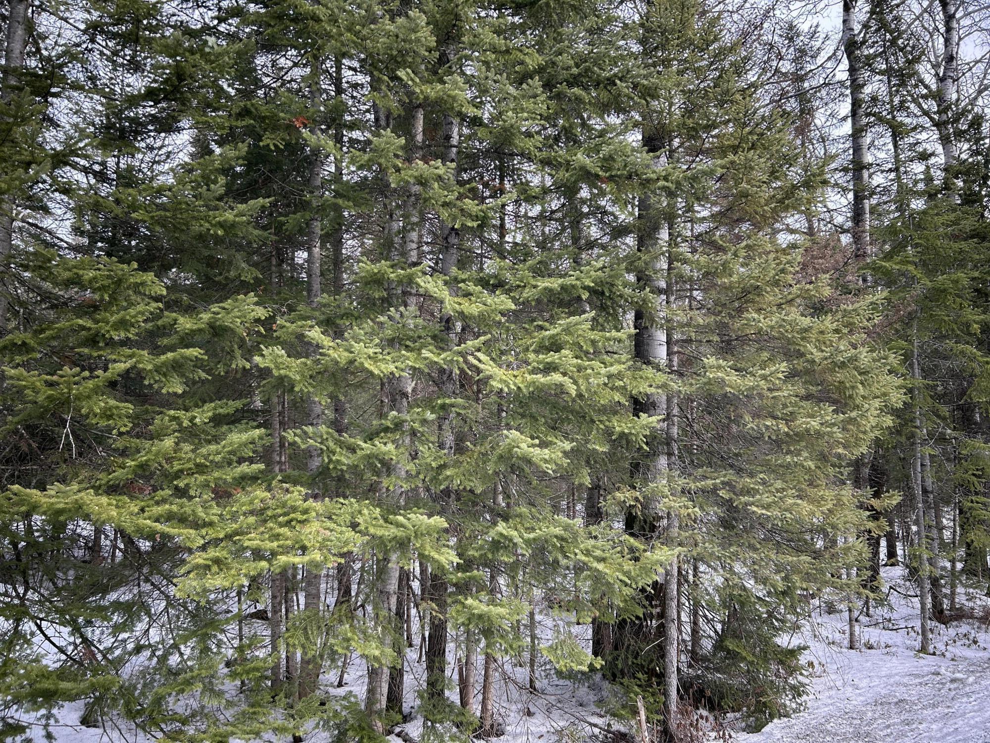 04-45.10,0 East Jemtland Road Connor Twp ME 04736