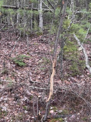24&36 Wolf Run Trail Greenbush ME 04418