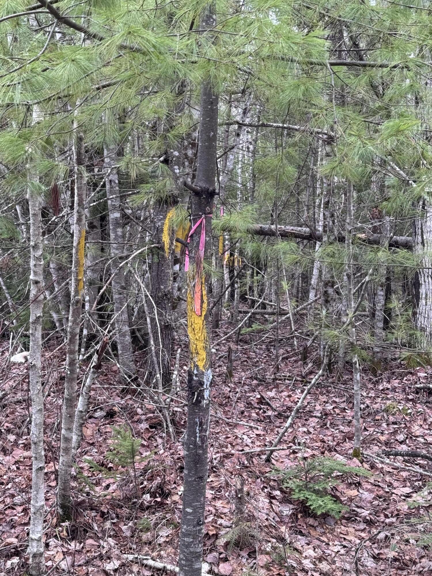 24&36 Wolf Run Trail Greenbush ME 04418