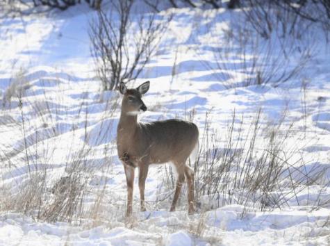 Lot 16 West Side Drive Rangeley ME 04970