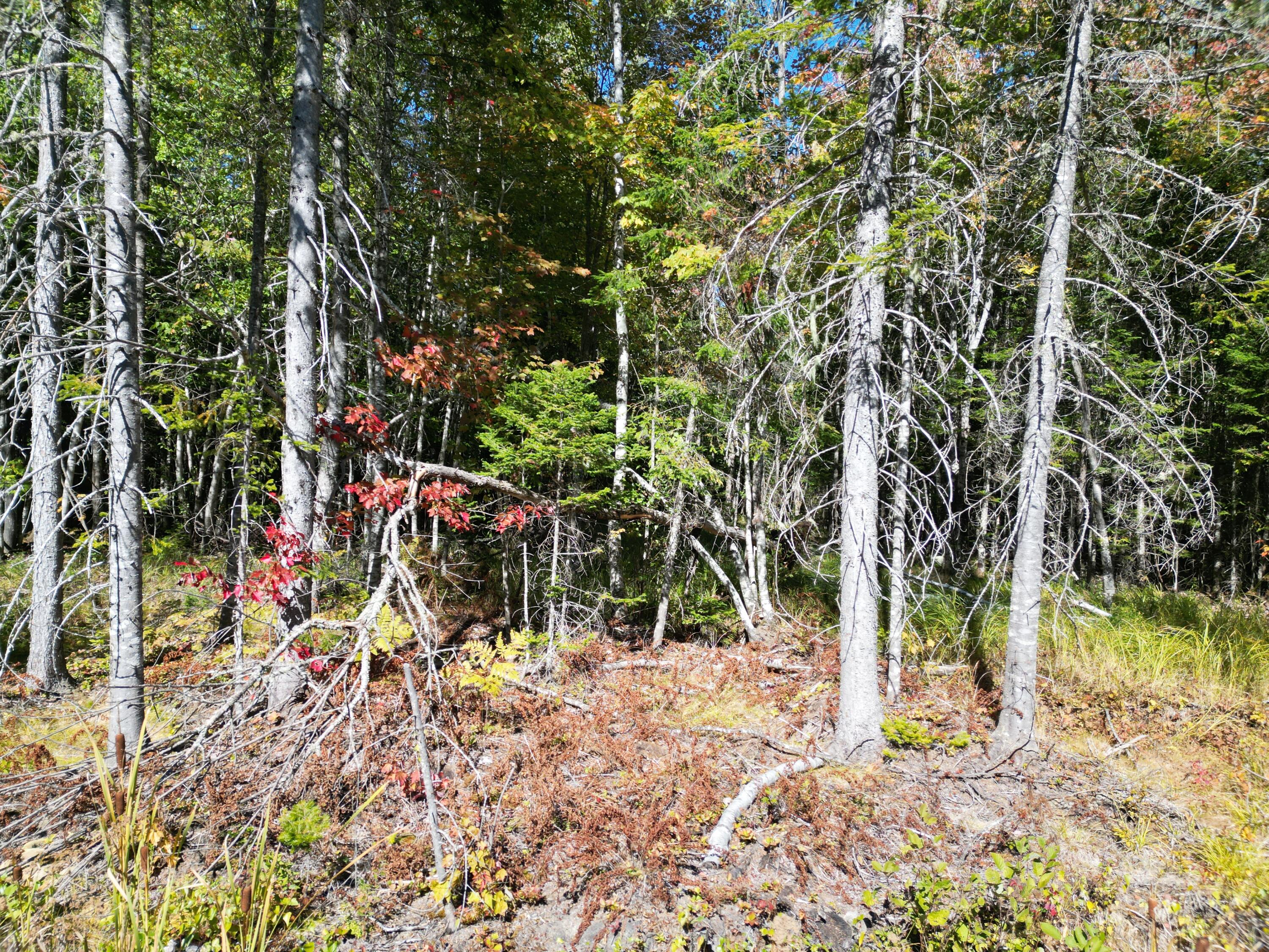 Lot 14 Whitetail Way Lowell ME 04493