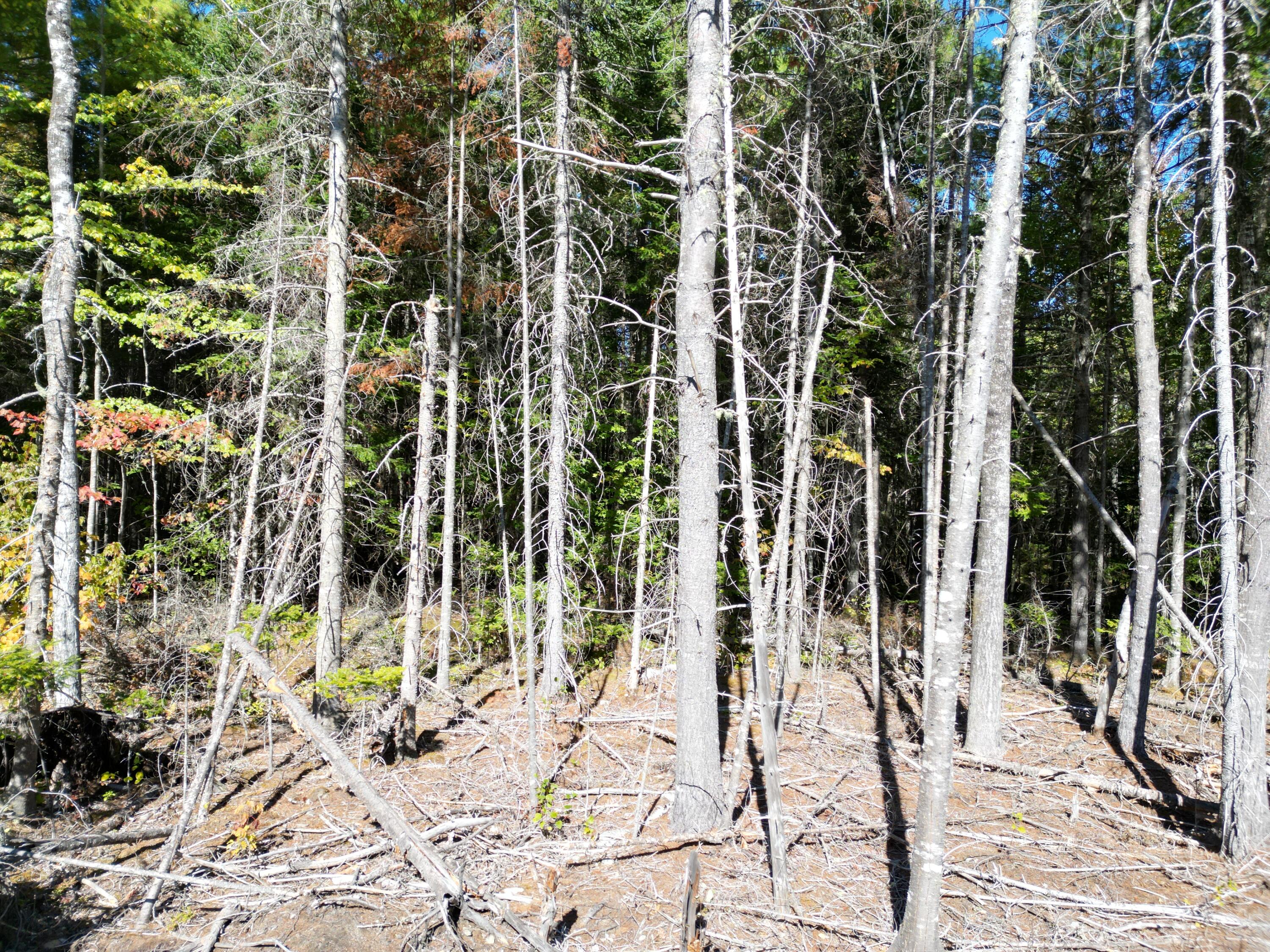 Lot 14 Whitetail Way Lowell ME 04493