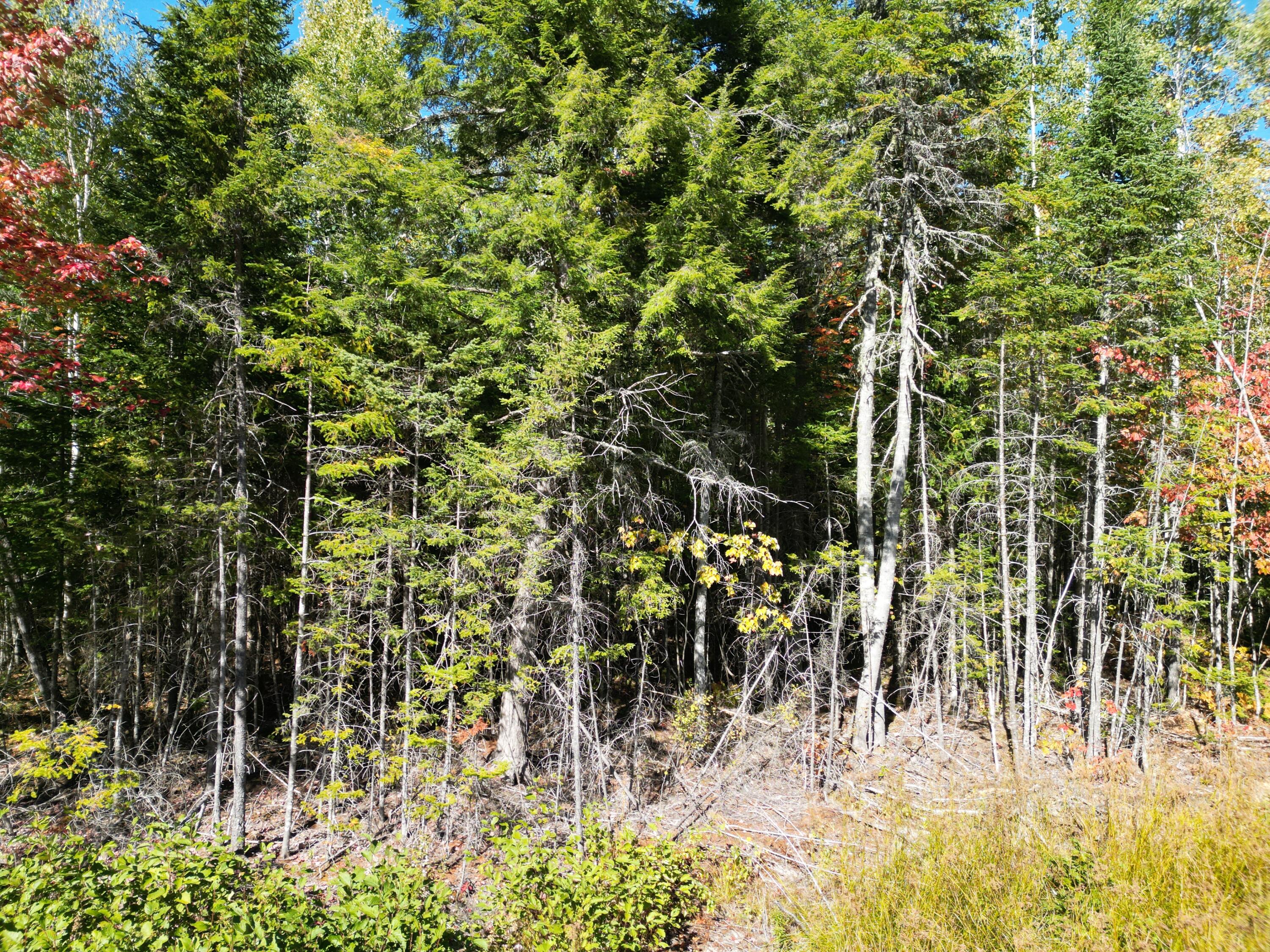 Lot 14 Whitetail Way Lowell ME 04493