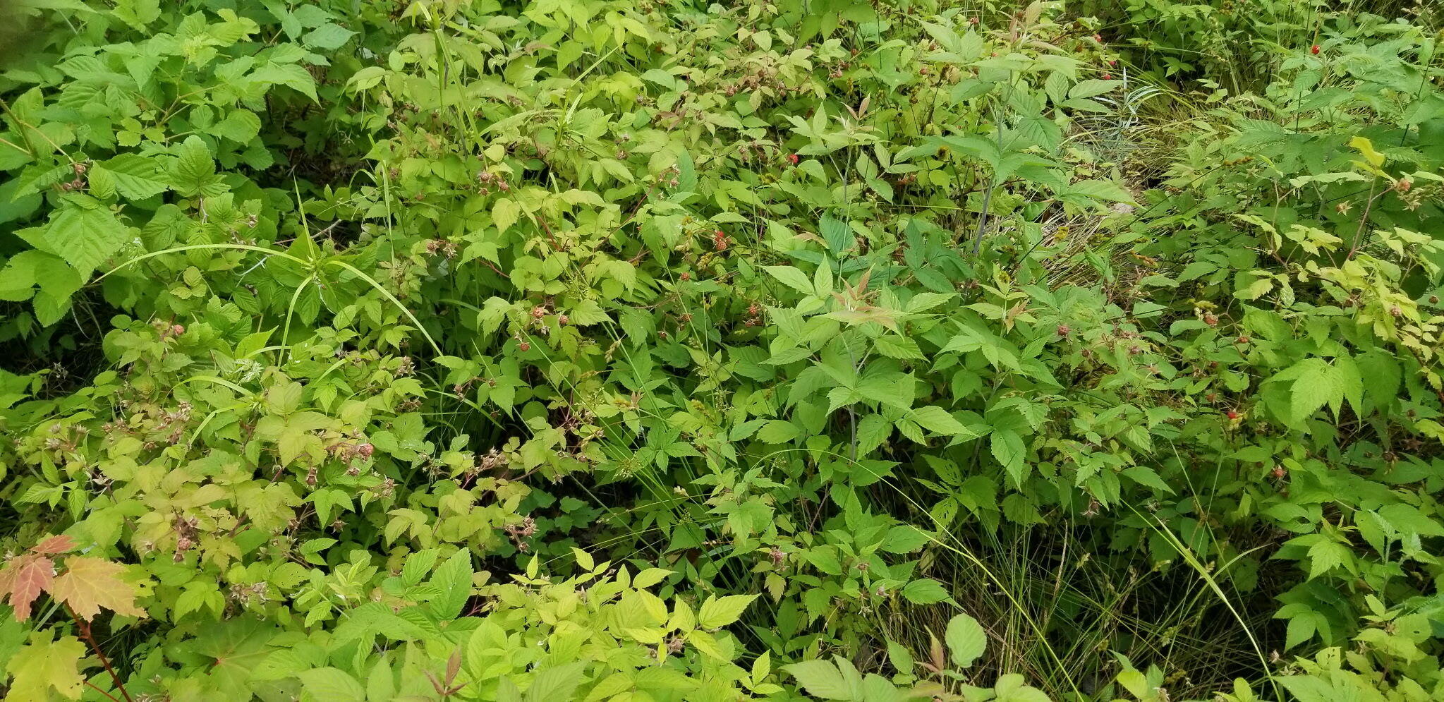 Lot 8 Winter Hill Lane Monson ME 04464