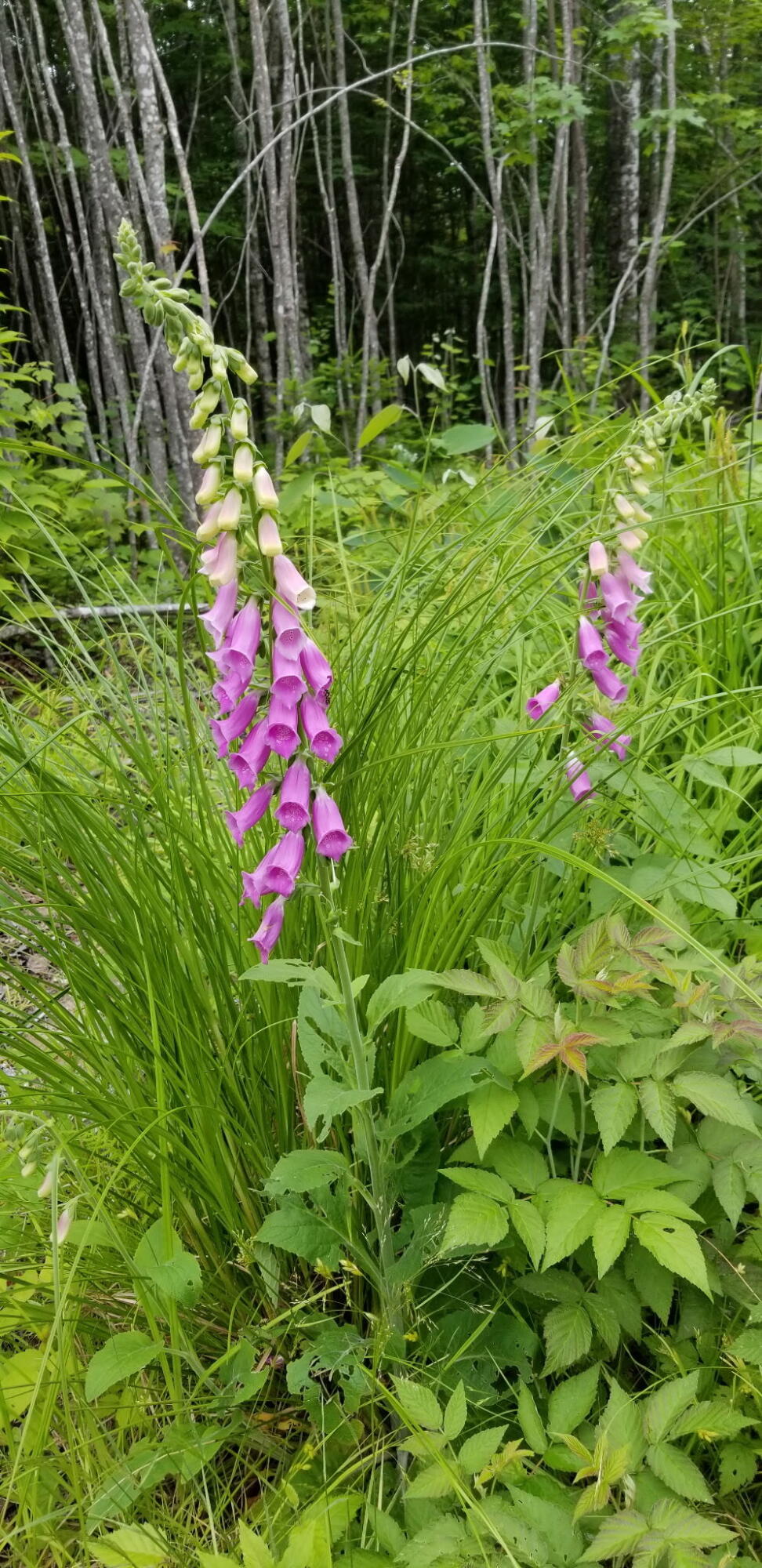 Lot 8 Winter Hill Lane Monson ME 04464