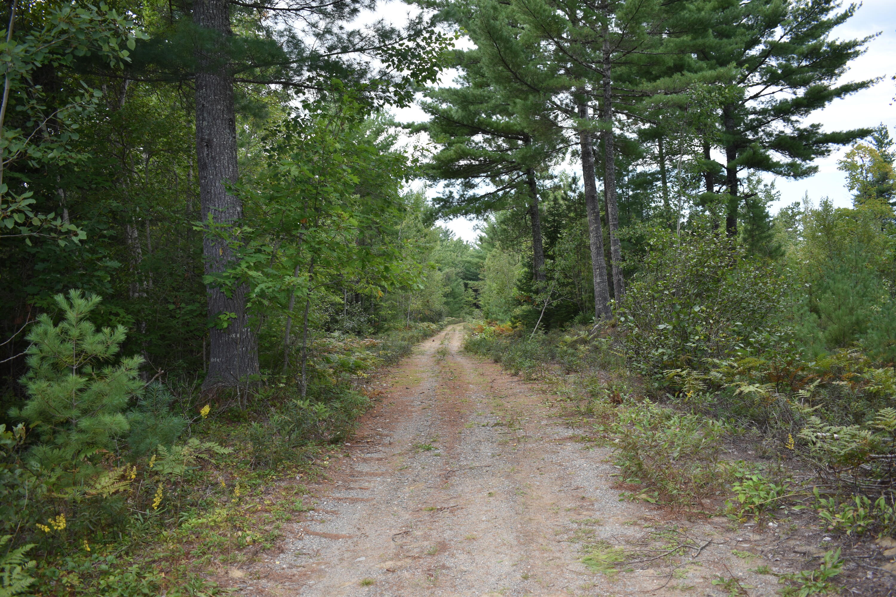 Lot 4 Stevens Brook Lane Greenbush, ME