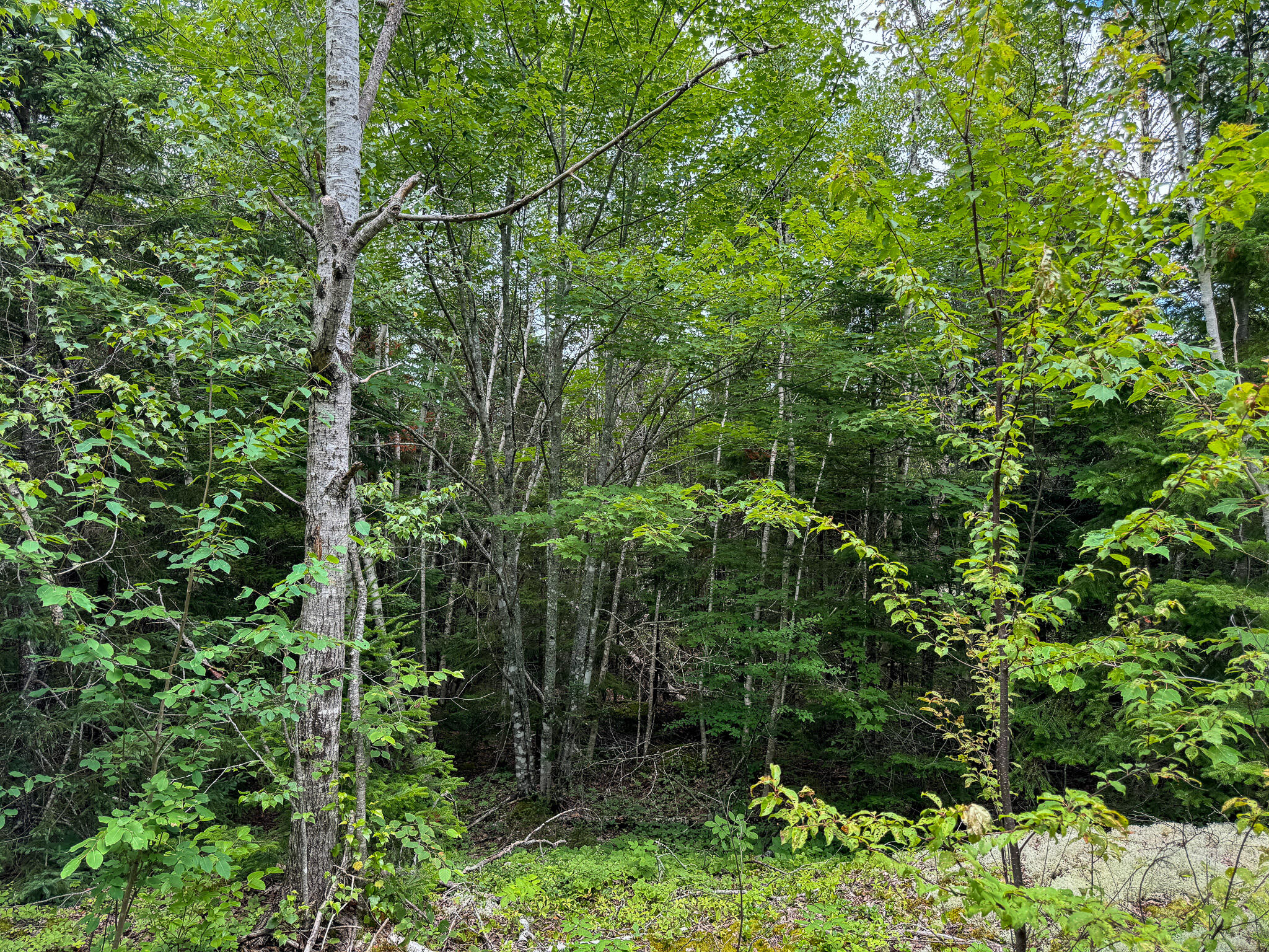 M2L1 Off Bear Hollow Road Robbinston ME 04671