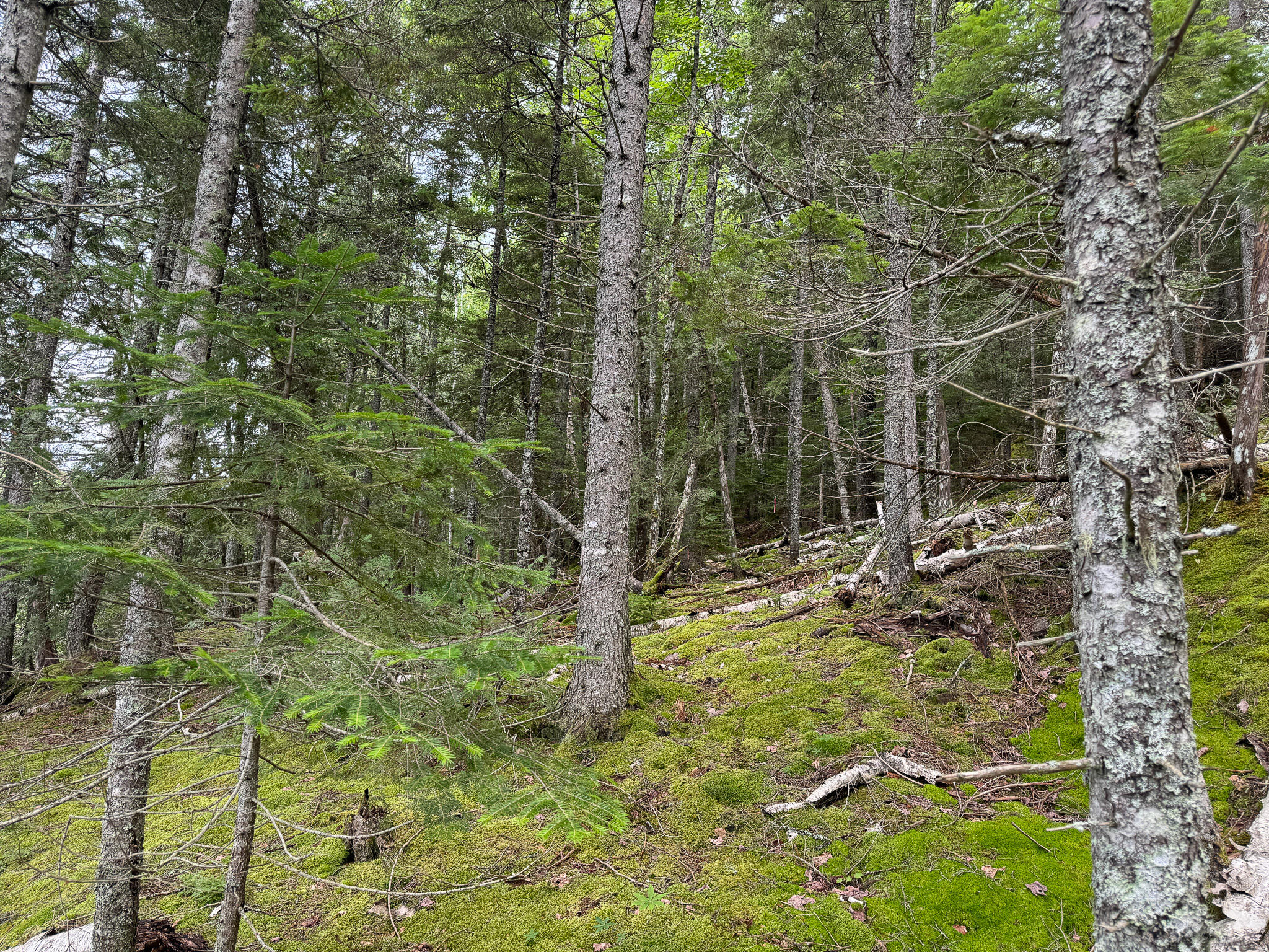 M2L1 Off Bear Hollow Road Robbinston ME 04671